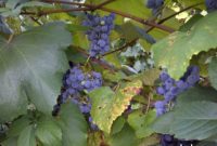 Savoring the Naples Grape Festival