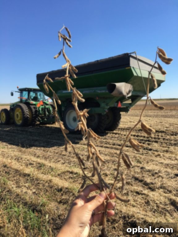 Grandma's Classic Creamed Corn Bake 9 A combine harvester working through a field of soybeans on Kenney Farm in Iowa.